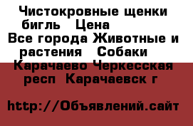 Чистокровные щенки бигль › Цена ­ 15 000 - Все города Животные и растения » Собаки   . Карачаево-Черкесская респ.,Карачаевск г.